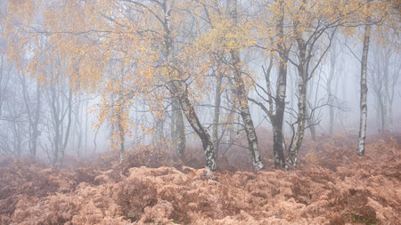 Stunning dramatic Autumn Fall landscape during misty morning in Padley Gorge in Peak Districtの写真素材
