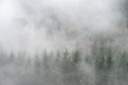Stunning landscape image of layers of conifer tress in thick Autumn fog in Whinlatter Forest in Lake Districtの写真素材