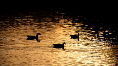 Beautiful abstract image of ducks on Derwentwater with molten gold sunset reflected in the waterの写真素材