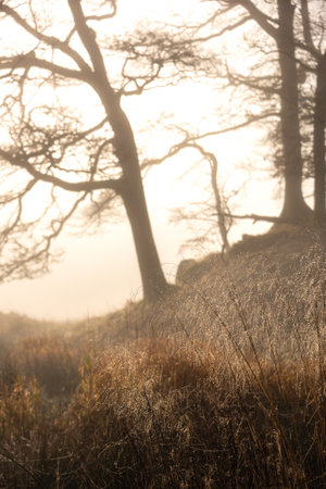 Stunning atmospheric sunrise landscape image of foggy morning at Elter Water around River Brathay in Lake Districtの写真素材