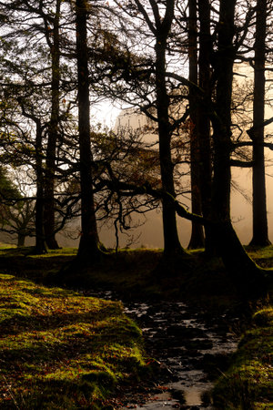 Stunning dramatic landscape of sunburst at dawn through treesの写真素材