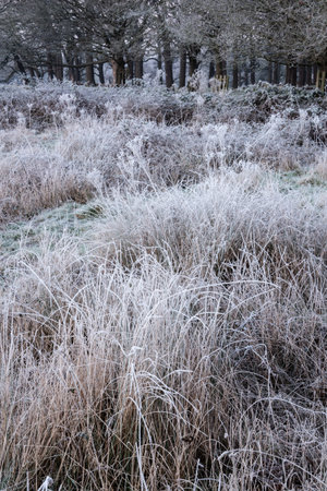 Beautiful Winter sunrise landscape image of frozen fields and grasses with sun glow on the frosty groundの写真素材
