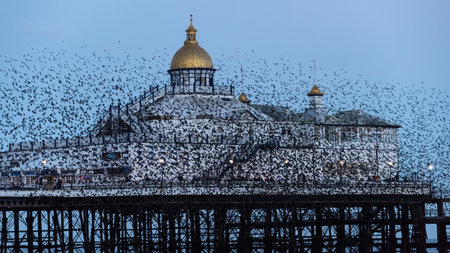 Stunning image of starling murmuration in flight over Victorian pier during pastel colour Winter sunset eveningの写真素材