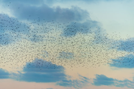 Stunning image of starling murmuration in flight during pastel colour Winter sunset eveningの写真素材