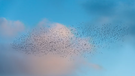 Stunning image of starling murmuration in flight during pastel colour Winter sunset eveningの写真素材