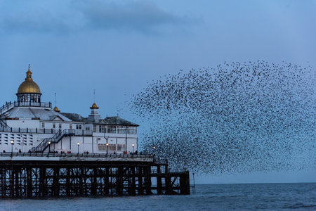 Stunning image of starling murmuration in flight over Victorian pier during pastel colour Winter sunset eveningの写真素材