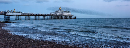 Stunning image of starling murmuration in flight over Victorian pier during pastel colour Winter sunset eveningの写真素材