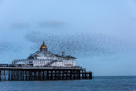 Stunning image of starling murmuration in flight over Victorian pier during pastel colour Winter sunset eveningの写真素材