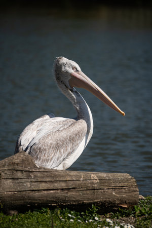 Portrait of Curly Headed Dalmatian Pelican Pelecanus Crispus on waterの写真素材
