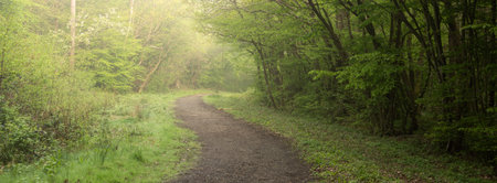 Beautiful peaceful Spring dawn landscape in bluebell forest with sun beams and hazy distanceの写真素材