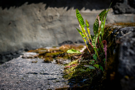 plant life growing on architectureの写真素材