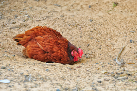 Chickens dig down into the ground to rest in cooler soilの写真素材