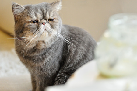 Cat looking at juiceの写真素材