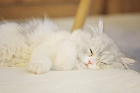 Fluffy kitten sleeping on cushionの写真素材