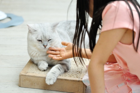 Kid playing with catの写真素材