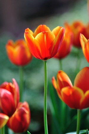 Orange tulips blooming in the gardenの写真素材