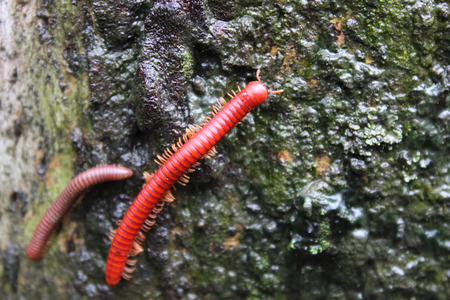 millipede couplesの写真素材
