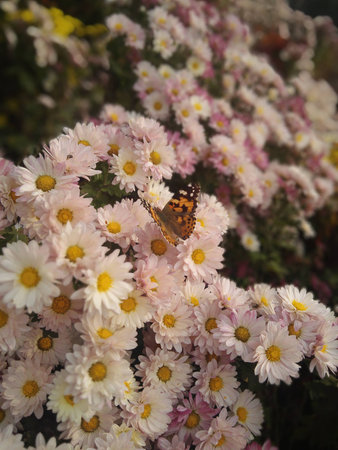 Chrysanthemumの写真素材