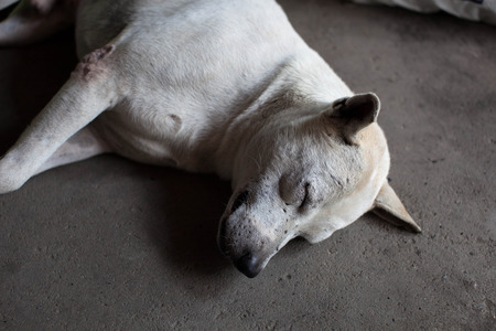 Sleep dogの写真素材