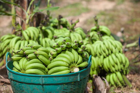 Green comb of bananas to keep in the green basketの写真素材