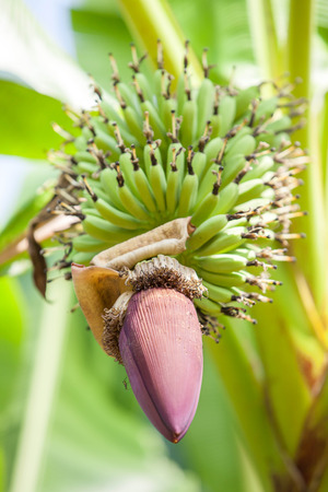 The violet of Banana flower or Banana Bud or Banana Blossom and bunch of bananaの写真素材