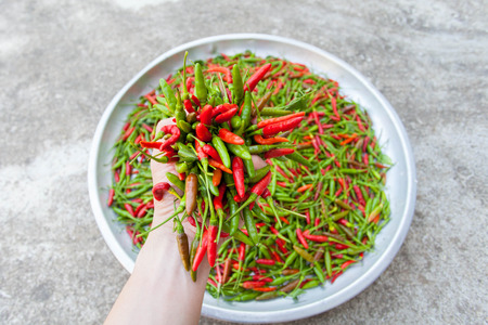 Red & green chillies on the aluminum trayの写真素材