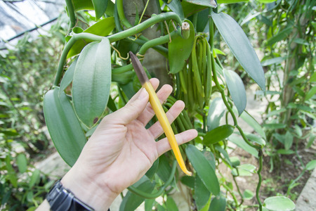 Yellow fresh Vanilla beansの写真素材
