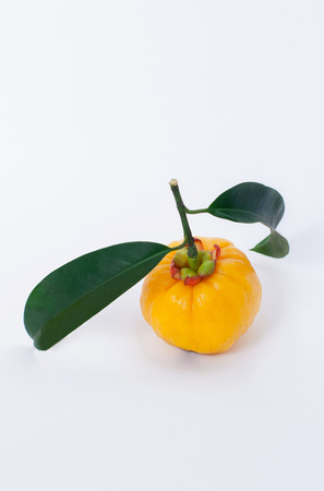 Garcinia are fruits and herbs, Its ingredients for cooking and  for healthy supplement. Its can help to laxative that affect from constipationの写真素材