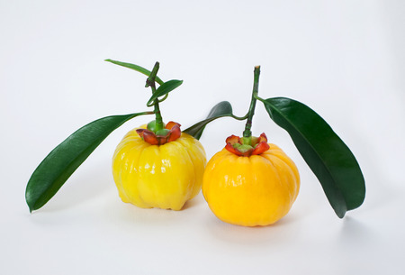 Garcinia are fruits and herbs, Its ingredients for cooking and  for healthy supplement. Its can help to laxative that affect from constipationの写真素材