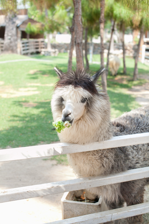 Alpaca in the cowboy farm and the most of them have two colours are brown and white colourの写真素材