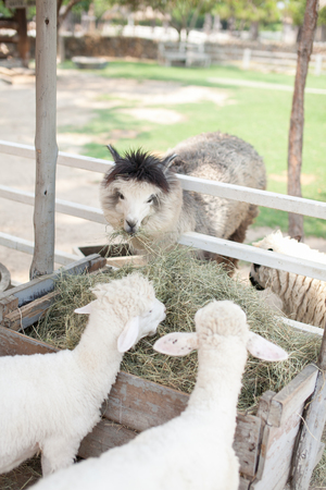 Alpaca in the cowboy farm and the most of them have two colours are brown and white colourの写真素材