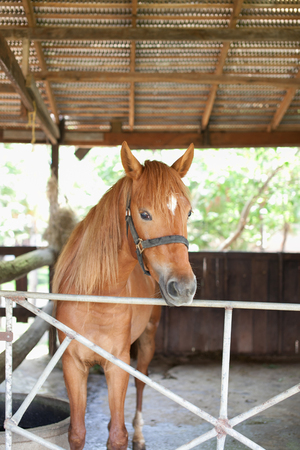 A brown young horse are standing in the shed farmの写真素材
