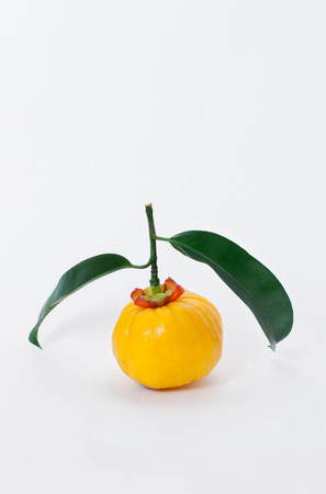 Garcinia are fruits and herbs, Its ingredients for cooking and  for healthy supplement. Its can help to laxative that affect from constipationの写真素材