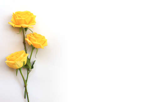 Flower and rose background. yellow roses composition.  Roses and petals isolate on white background. Valentine day concept. Flat lay, top view, copy spaceの写真素材