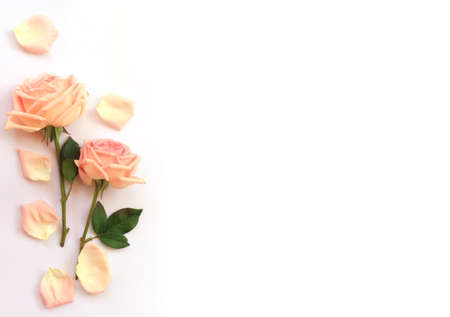 Flower and rose background. Pink roses composition.  Roses and petals isolate on white background. Valentine day concept. Flat lay, top view, copy spaceの写真素材
