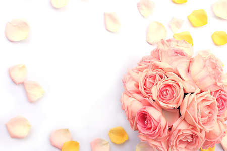 Flower and rose background. Pink roses composition.  Roses and petals isolate on white background. Valentine day concept. Flat lay, top view, copy spaceの写真素材