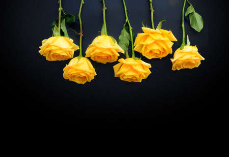 yellow roses isolate on black background.Valentine day concept. Flat lay, top view, copy spaceの写真素材