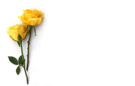 Flower and rose background. yellow roses composition.  Roses and petals isolate on white background. Valentine day concept. Flat lay, top view, copy spaceの写真素材