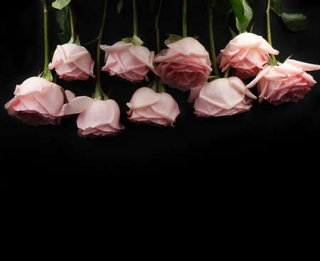Pink roses on black background with space fortext.の写真素材