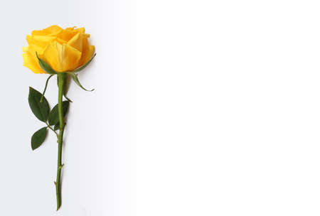 Flower and rose background. yellow roses composition.  Roses and petals isolate on white background. Valentine day concept. Flat lay, top view, copy spaceの写真素材
