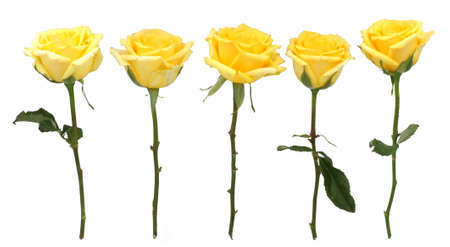 Flower and rose background. yellow roses composition.  Roses and petals isolate on white background. Valentine day concept. Flat layの写真素材
