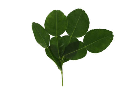 Kaffir lime leaf isolated on white background. Leaf of bergamot  orange.の写真素材