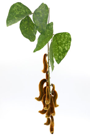 nettles brown pods (Mucuna pruriens)  isolated on white backgroundの写真素材