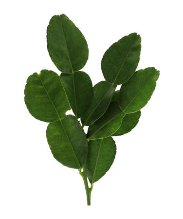 Kaffir lime leaf isolated on white background. Leaf of bergamot  orange.の写真素材