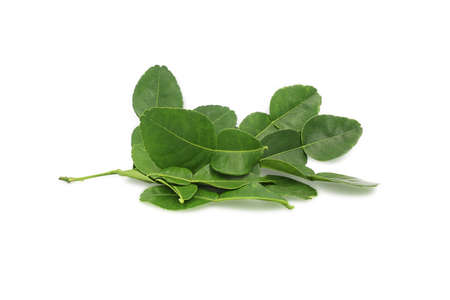 Kaffir lime leaf isolated on white background. Leaf of bergamot  orange.の写真素材