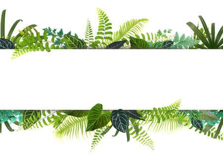 Banner with green tropical leaves on white background. Green leaves frame template. Exotic botanical design.  Spring or summer tropical leaves for invitation, spa, travel, wedding or greeting cards.の写真素材