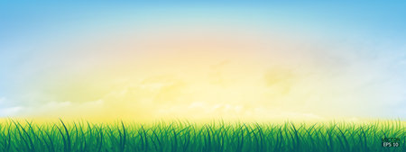 Fresh spring green grass under beautiful yellow to blue sky. Nature background with green grass and colorful sky. Vector illustration.のイラスト素材