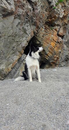 Border collie in a beachの写真素材