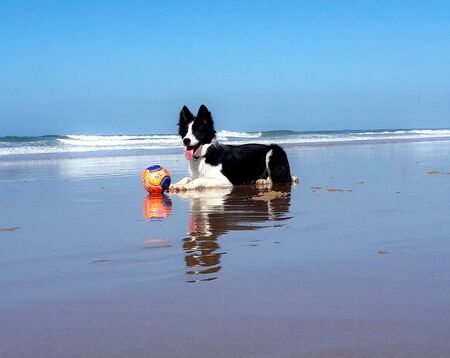 Border Collie in a beachの写真素材