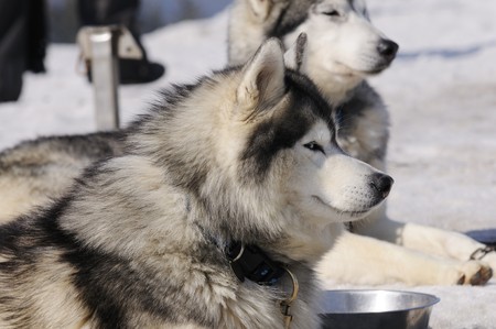 Samoyede dog is reposing の写真素材